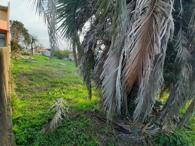 Área para Venda em Campo Largo - 5
